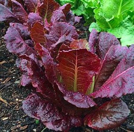 Romiešu salāti 'Cimarron'